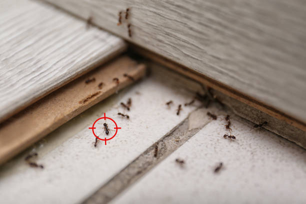 Pest Prevention Services in Dublin, GA