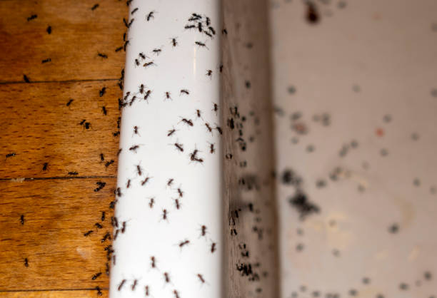 Best Mosquito Control Services  in Dublin, GA